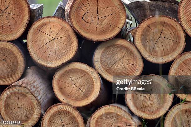 neat log stack - eucalyptus tree 個照片及圖片檔