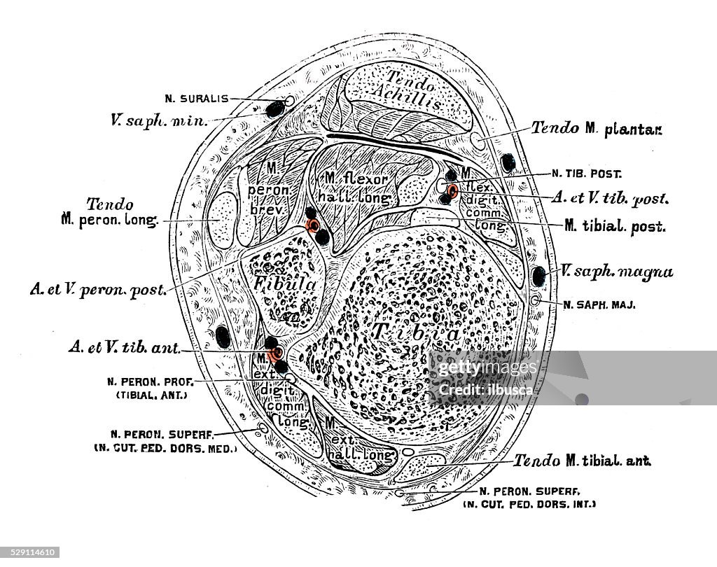 Ilustrações científicas da anatomia humana: Músculos da perna