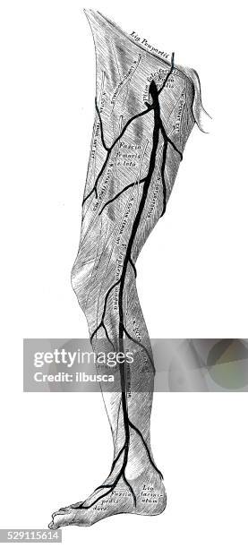 102 Ilustraciones de Pantorrilla - Getty Images 102 Ilustraciones de Pantorrilla - Getty Images