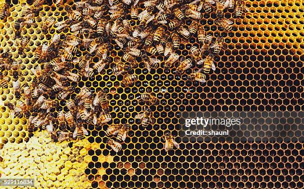 honeybees - apis stock-fotos und bilder