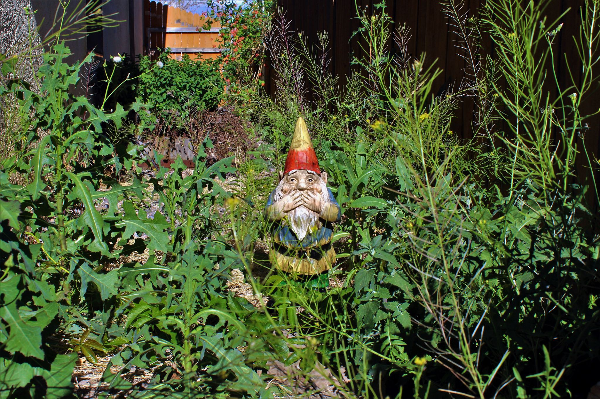 overgrown yard