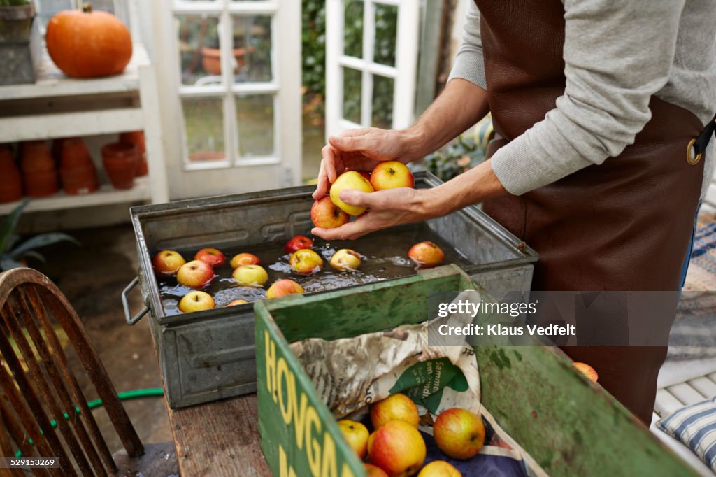 Man washing apples inside greenhouse