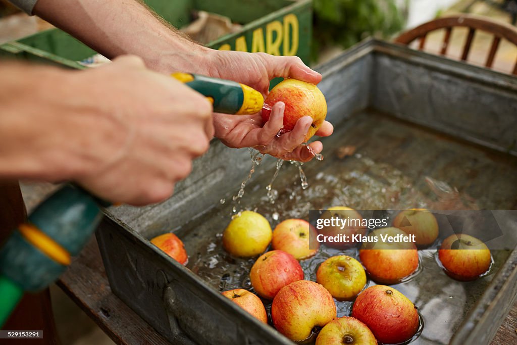 Man washing apples in greenhouse