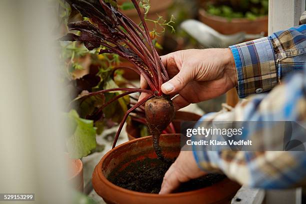 mature man picking up beetroot from pot - growing beets stock pictures, royalty-free photos & images