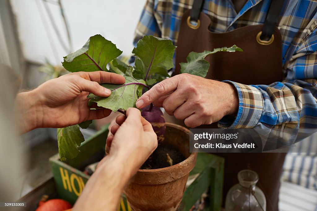 Close-up of hands inspecting cabbage plant leafs