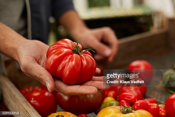 close-up of hand holding huge raf tomato - tomaat stockfoto's en -beelden