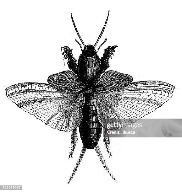 antique illustration of gryllotalpa gryllotalpa (european mole cricket) - mole cricket stock illustrations