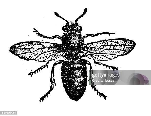 antikes illustration worker bee - worker bee stock-grafiken, -clipart, -cartoons und -symbole