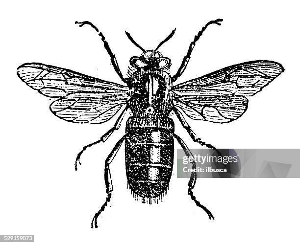 antique illustration of drone (bee) - drone bee stock illustrations