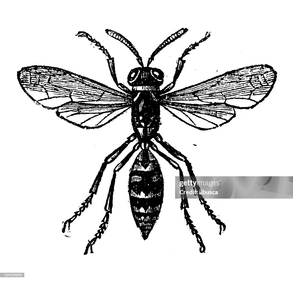 Antique illustration of paper wasp