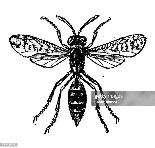 antique illustration of paper wasp - polistes wasps stock illustrations
