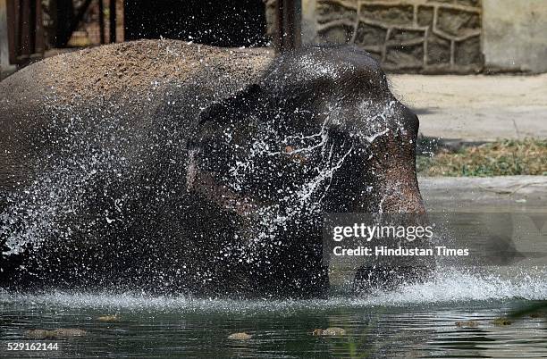 Mahout bathing an elephant at Byculla Zoo on a hot and humid afternoon, on May 8, 2016 in Mumbai, India. The maximum temperature shot up to 38...