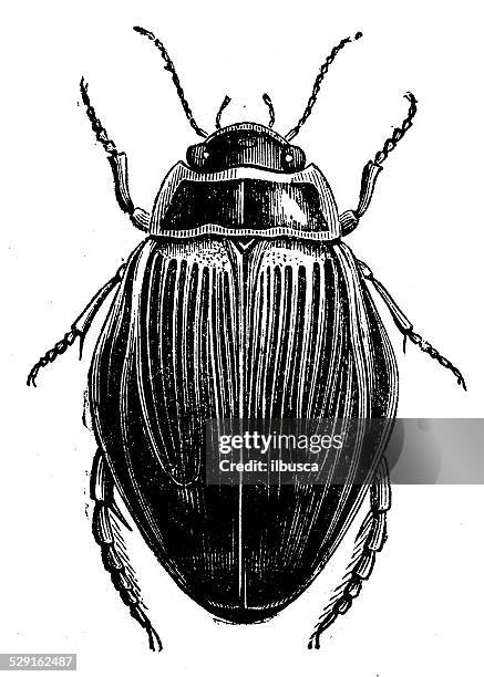 antique illustration of dytiscus (diving beetle) - diving beetle 幅插畫檔、美工圖案、卡通及圖標