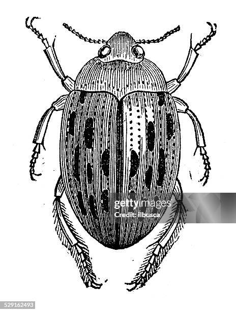 antique illustration of haliplus fulvus - diving beetle 幅插畫檔、美工圖案、卡通及圖標