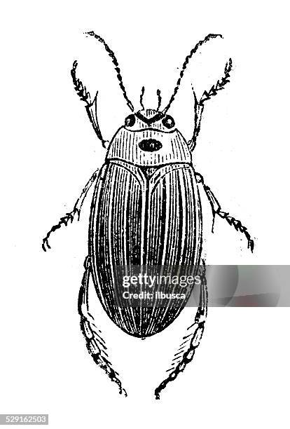 ilustraciones, imágenes clip art, dibujos animados e iconos de stock de anticuario ilustración de colymbetes notatus - diving beetle