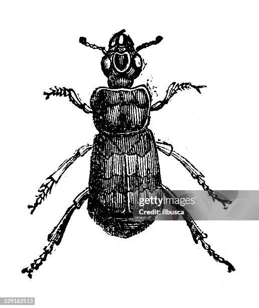 antique illustration of burying beetles or sexton beetles (genus nicrophorus) - nicrophorus stock illustrations