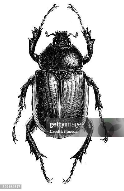 stockillustraties, clipart, cartoons en iconen met antique illustration of scarab beetle - mestkever