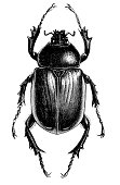 Antique illustration of scarab beetle