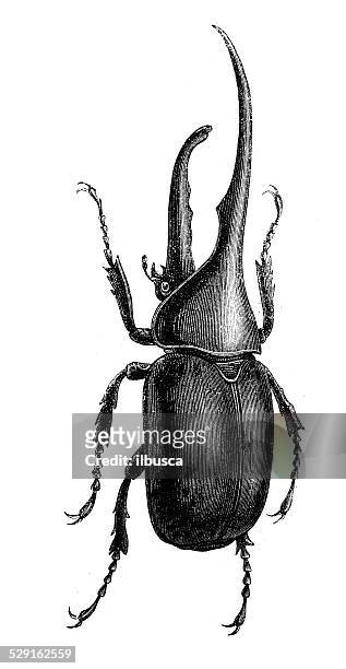 antikes illustration of hercules beetle (dynastes hercules) - herkules film 2014 stock-grafiken, -clipart, -cartoons und -symbole