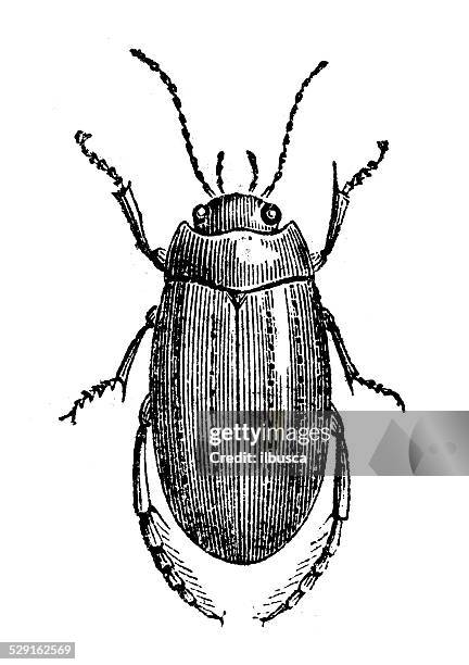 antique illustration of graphoderus cinereus - diving beetle 幅插畫檔、美工圖案、卡通及圖標