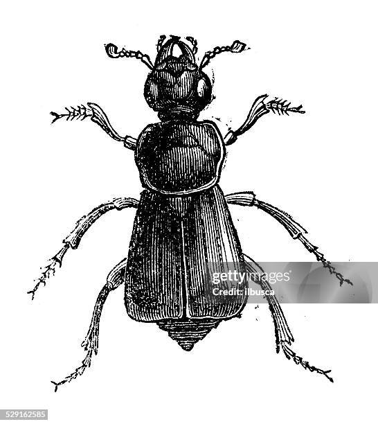 antique illustration of burying beetles or sexton beetles (genus nicrophorus) - nicrophorus stock illustrations
