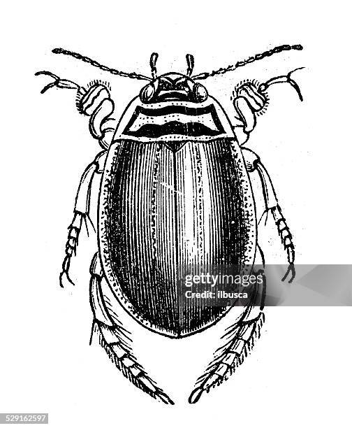 ilustraciones, imágenes clip art, dibujos animados e iconos de stock de anticuario ilustración de acilius sulcatus escarabajo (agua) - diving beetle