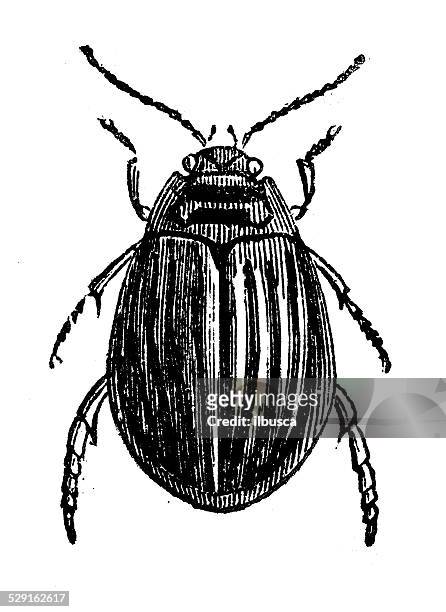 antique illustration of acilius beetle (water beetle, diving beetle) - diving beetle 幅插畫檔、美工圖�案、卡通及圖標