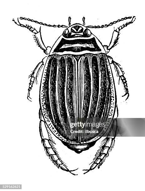 ilustraciones, imágenes clip art, dibujos animados e iconos de stock de anticuario ilustración de acilius escarabajo (agua escarabajo, dytiscidae) - diving beetle