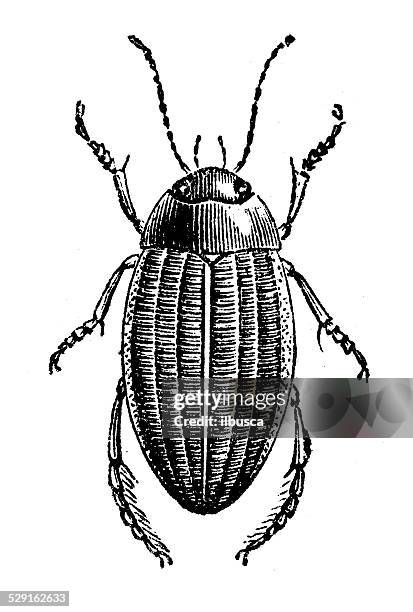 antique illustration of colymbetes striatus - diving beetle 幅插畫檔、美工圖案、卡通及圖標