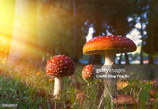 fairy-tale mushroom in golden light - wulstling stock-fotos und bilder