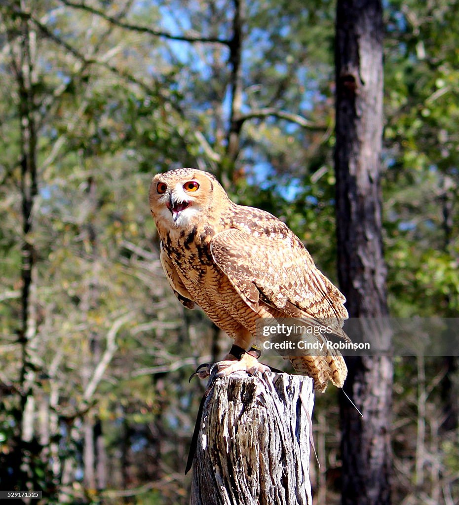 Screech Owl screeching on perch