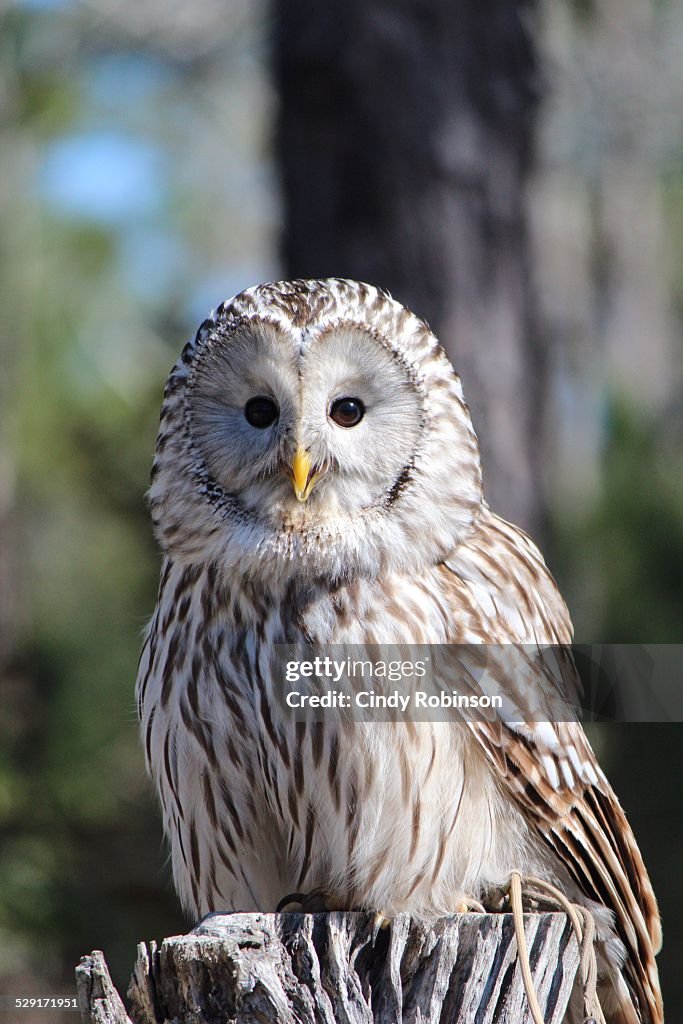 Ural Owl  (Strix uralensis)