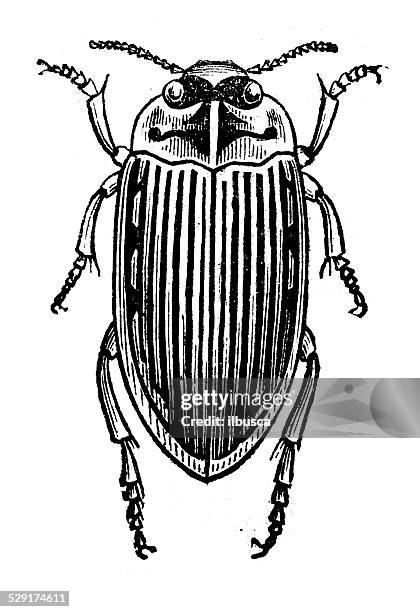 antique illustration of hydroporus striatus - diving beetle 幅插畫檔、美工圖案、卡通及圖標