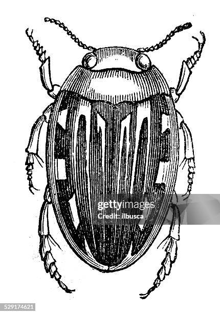 ilustraciones, imágenes clip art, dibujos animados e iconos de stock de anticuario ilustración de laccophilus minutus - diving beetle