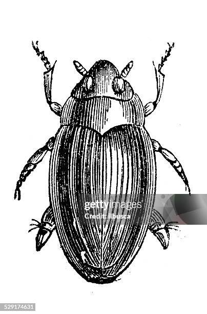 ilustraciones, imágenes clip art, dibujos animados e iconos de stock de antigüedades ilustración de agua escarabajo - diving beetle