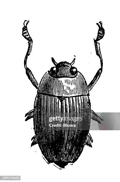 ilustraciones, imágenes clip art, dibujos animados e iconos de stock de anticuario ilustración de enhydrus sulcatus - diving beetle