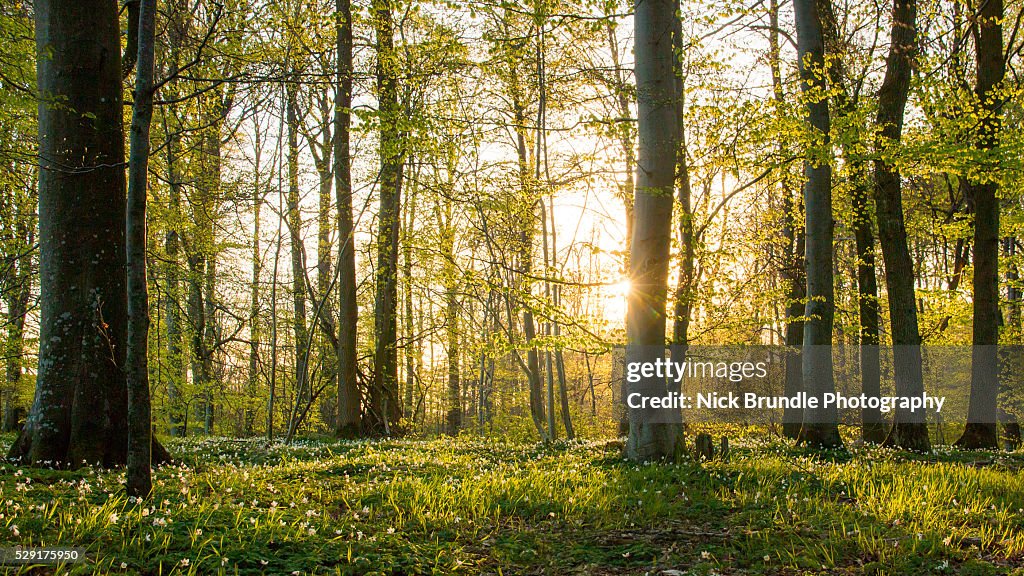Spring To Life High-Res Stock Photo - Getty Images
