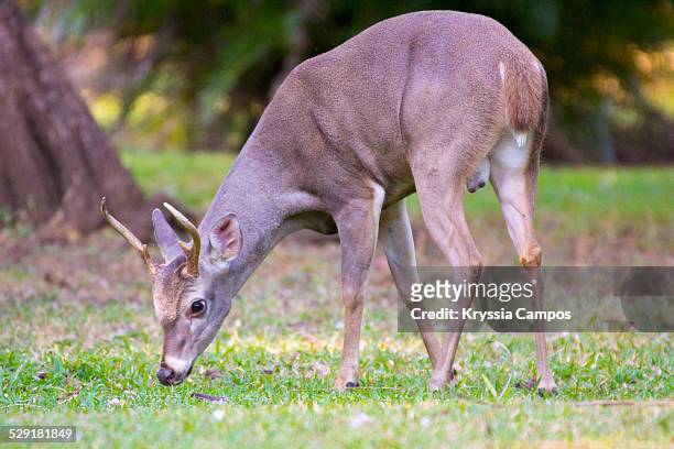white tail deer: national symbol of costa rica - white tail buck stock-fotos und bilder