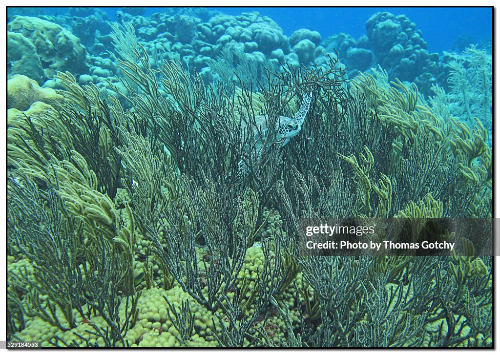 Sea Turtle, Bonaire, Dutch Caribbean