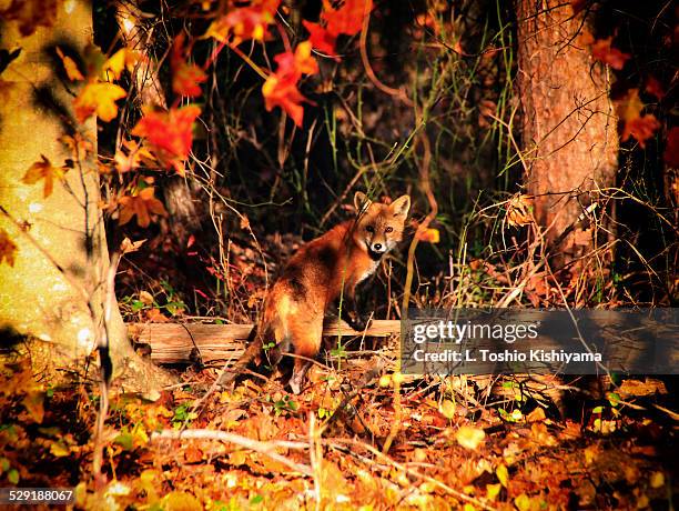 Hi Fall Fox 2,266 Autumn Fox Stock Photos, High-Res Pictures, and Images - Getty Images