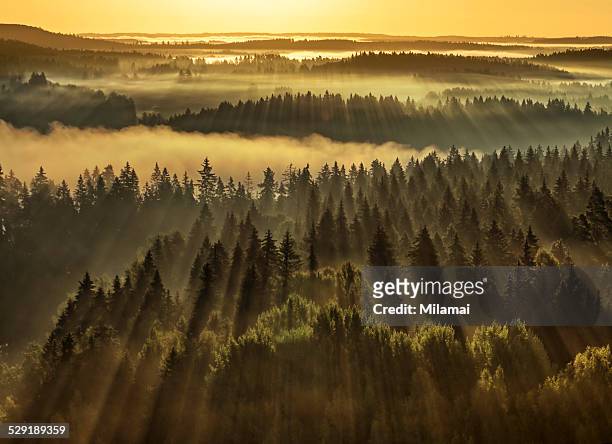 forest sunbeams - finnland stock-fotos und bilder