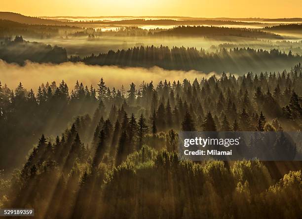 forest sunbeams - finland stockfoto's en -beelden