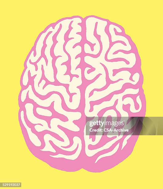 both halves of human brain - brain stock illustrations
