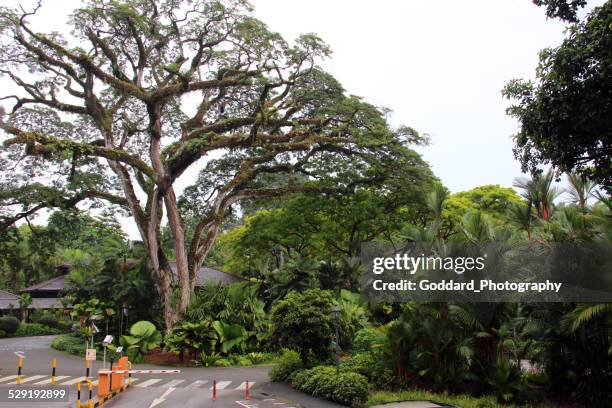 シンガポール: 植物園 - singapore botanic gardens ストックフォトと画像