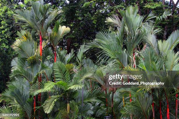 singapore: botanic gardens - singapore botanic gardens stock pictures, royalty-free photos & images