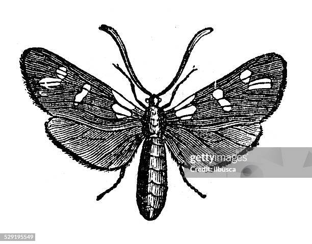 antique illustration of six-spot burnet (zygaena filipendulae) - six spot burnet stock illustrations
