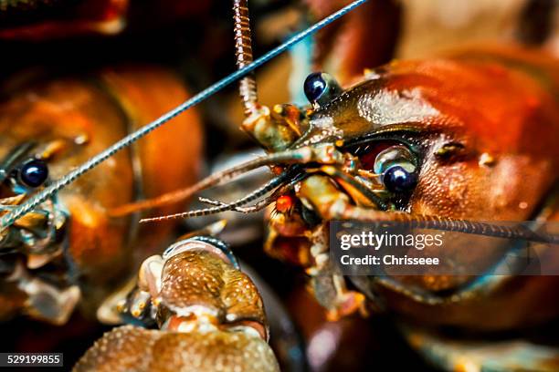 crayfishes (astacus astacus) - crawfish stock-fotos und bilder