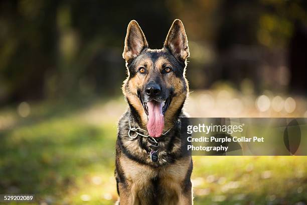 german shepherd dog smiling outdoors - german shepherd sitting stock pictures, royalty-free photos & images