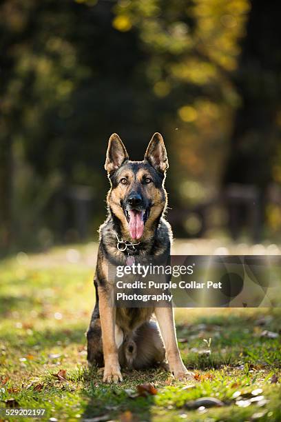 german shepherd dog sitting in grass - cão pastor alemão imagens e fotografias de stock