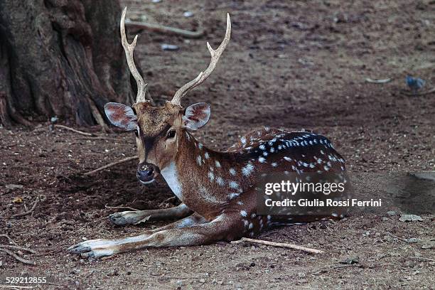 deer - thailandia stock pictures, royalty-free photos & images